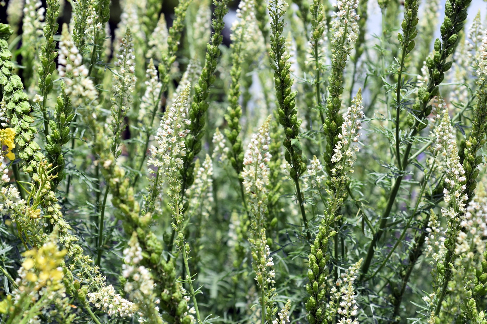 200 WHITE MIGNONETTE Reseda Alba VERY FRAGRANT Flower Seeds *Flat S/H