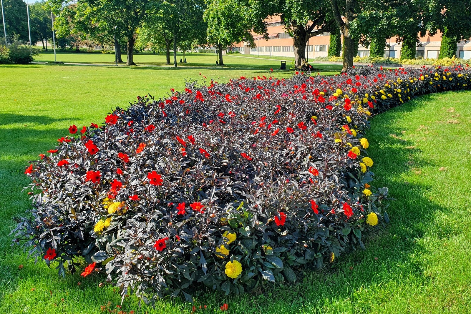 20 Dwarf Mixed Colors REDSKIN DAHLIA Variabilis Red Skin Bicolor Flower Seeds