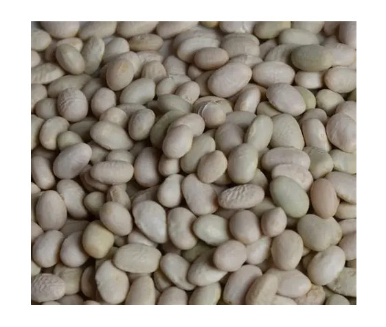 12 White Tepary Beans Seeds