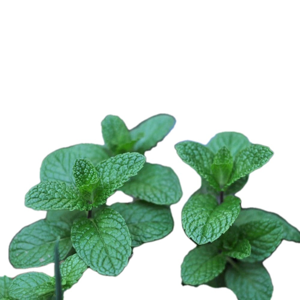 Common Mint Seeds 600+ Organic Non Gmo