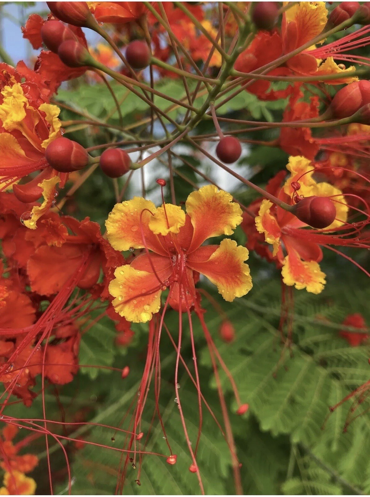 30 seeds Caesalpinia Pulcherrima PRIDE OF BARBADOS Dwarf Poinciana