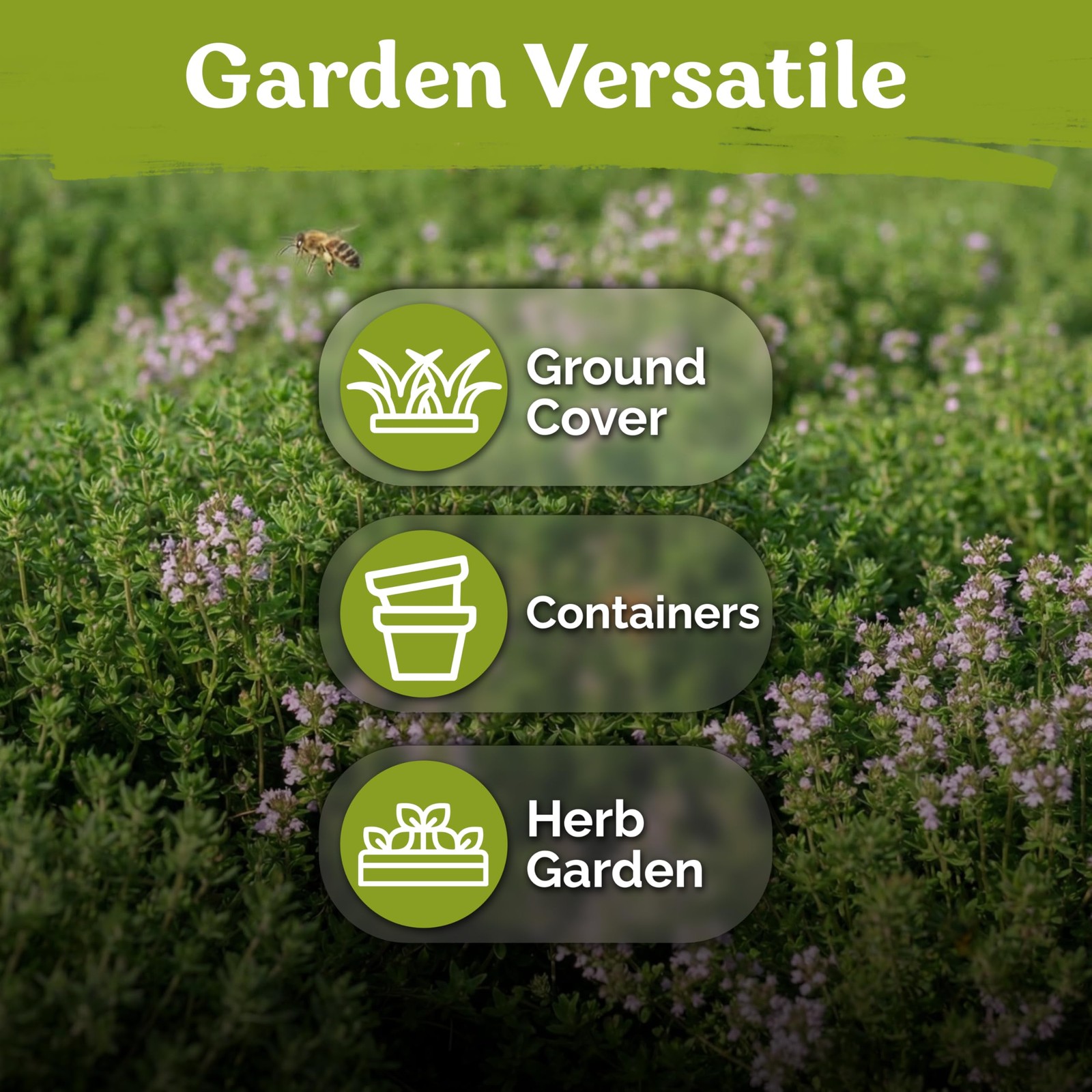 KVITER 500 Lemon Thyme Seeds For Planting (Thymus pulegioides)