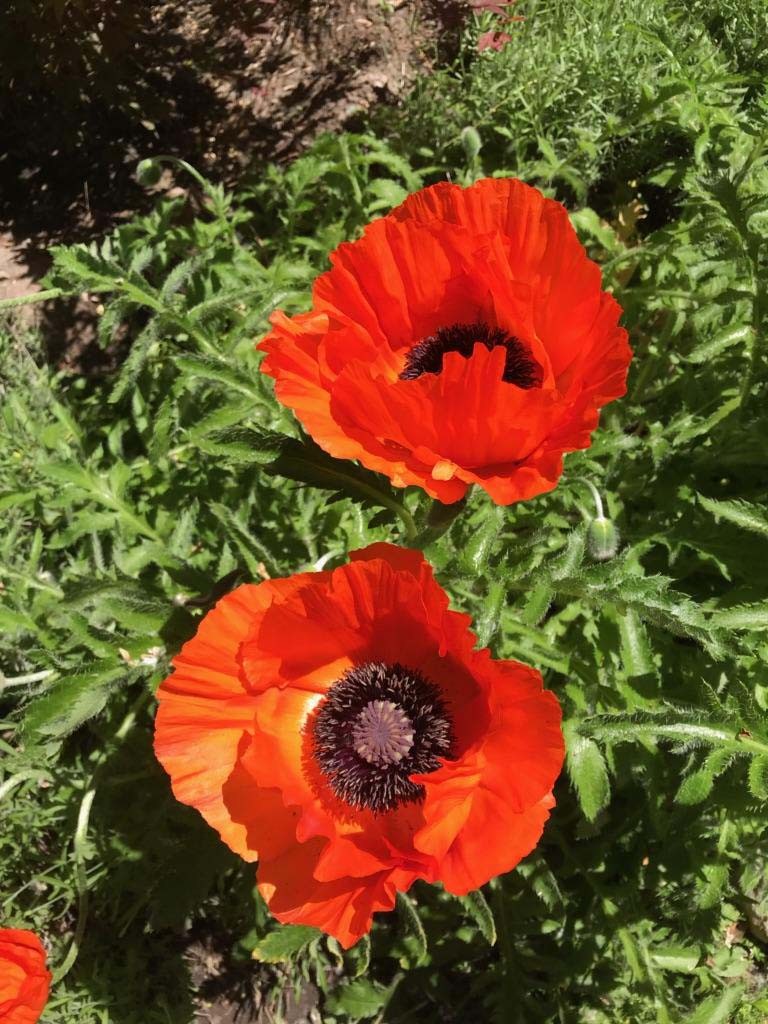 65,000 + Poppy Oriental Orange-scarlet Flower Seeds (Papaver Orientale) 40 GRAMS