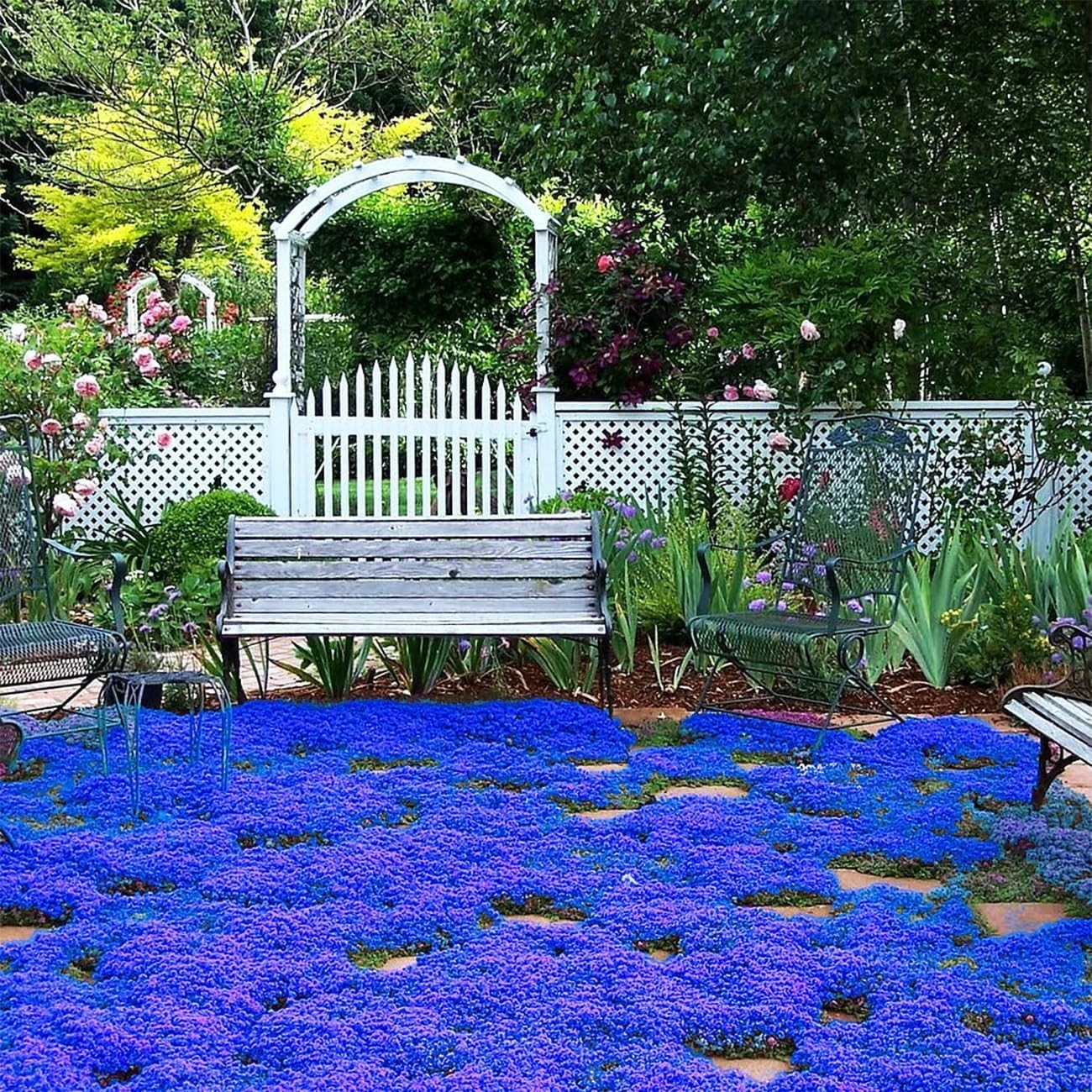 20000+ Magic Blue Creeping Thyme Seeds for Planting Ground Cover Plants Heirloom