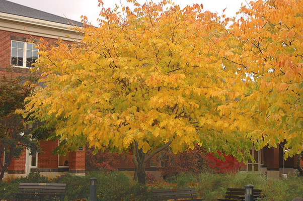 American Yellowwood, Cladrastis kentukea, Tree Seeds (Showy, Fall Color, Hardy)