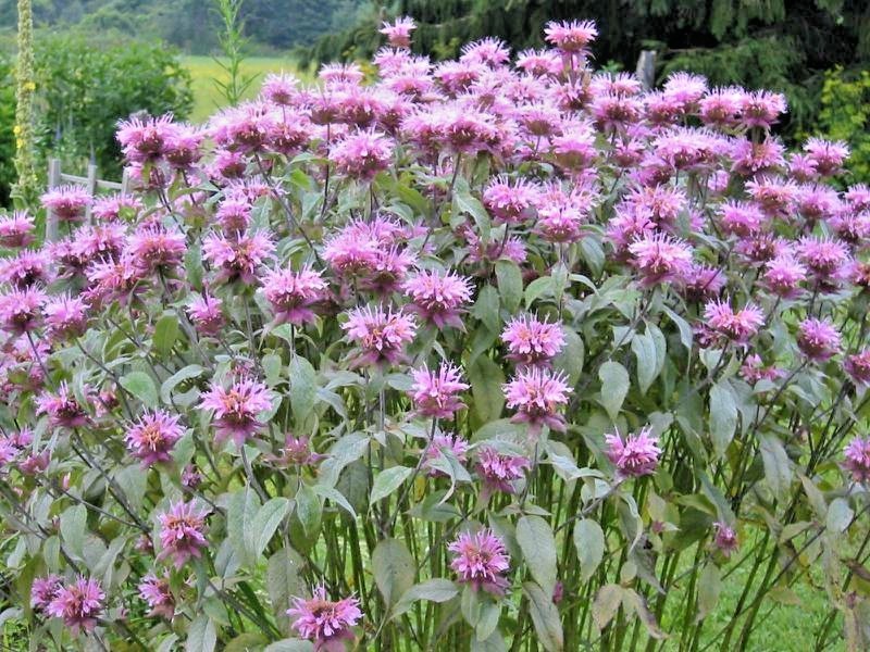 300+WILD BERGAMOT Flower Seeds Monarda Native Wildflower Garden Container Easy