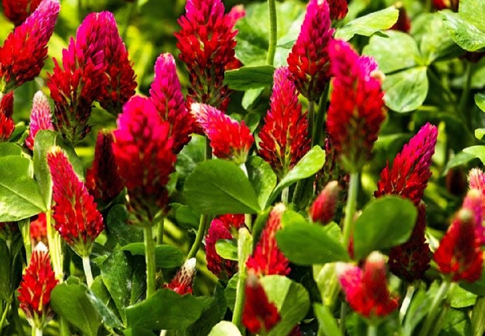 Crimson Clover SEEDS, (Trifolium incarnatum)