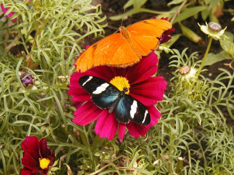 Cosmos Red Dazzler (Cosmos bipinnatus) Flower Seeds Free Shipping!