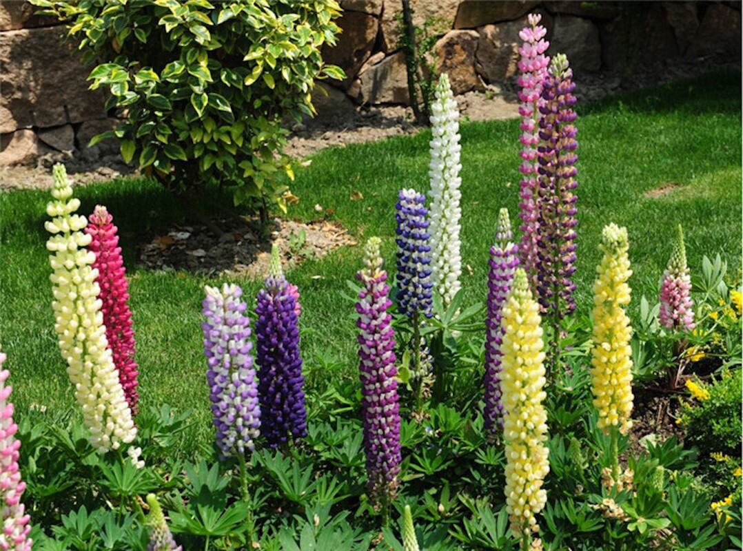 20 SEEDS purple violet LUPINE lupin flower exotic garden bed plant USA Seller