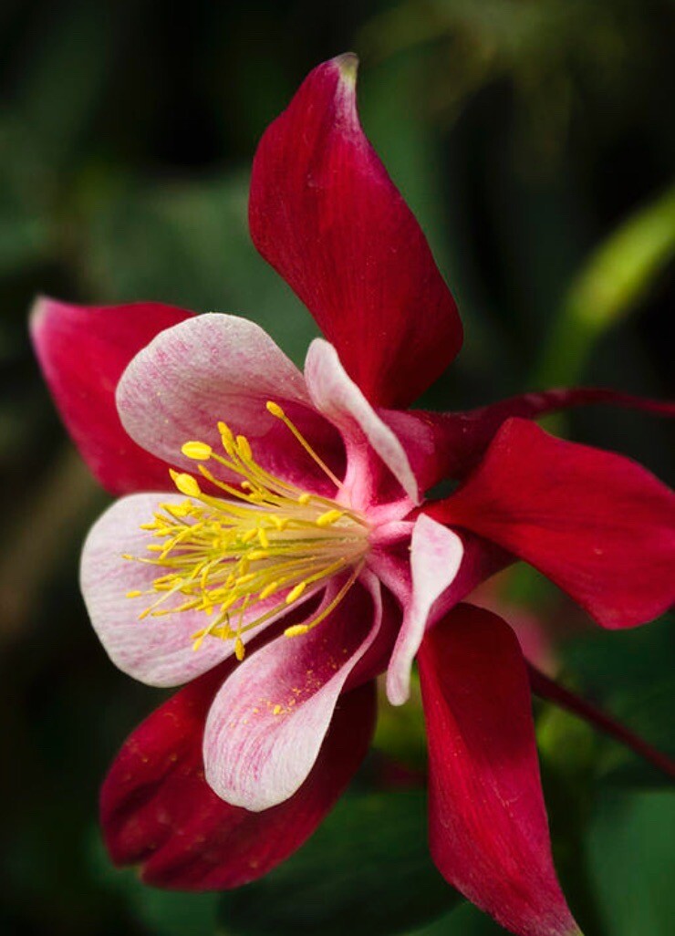 COLUMBINE SEEDS perennial FLOWER 50+ Seeds FREE SHIPPING