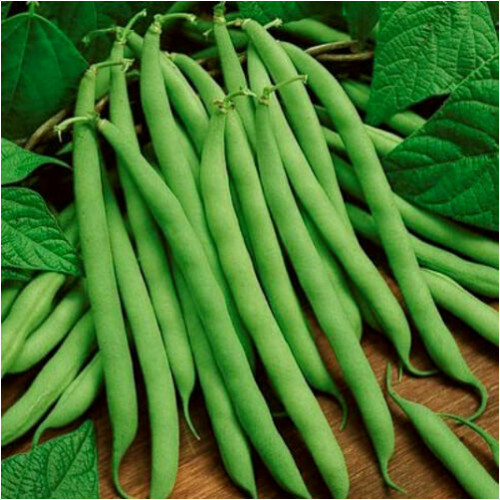 Non-GMO Blue Lake Bush Green Bean Seed, 1 lb. seeds