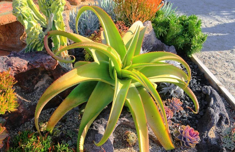 Aloe Vanbalenii aka Octopus Aloe 5 Seeds Free Shipping!