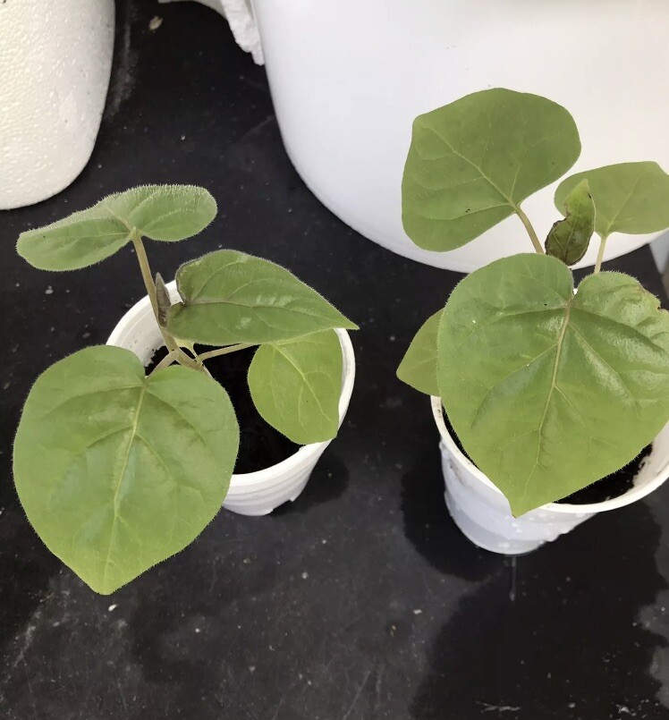 3”-8” Tamarillo Tomato Tree Plant/ Cyphomandra Betacea, Cà Chua Thân Gỗ