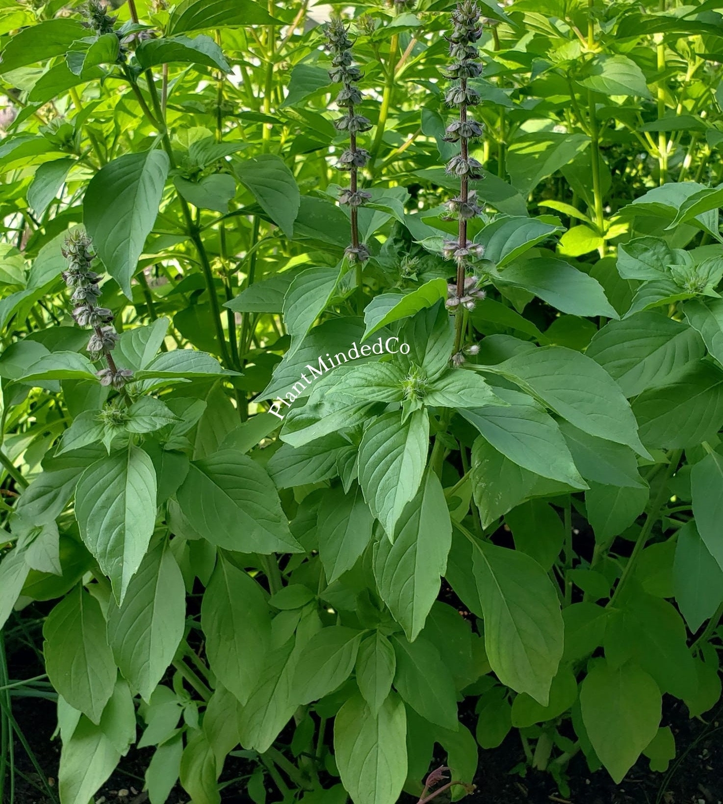 LEMON BASIL – Aromatic Herb – Culiniary | Heirloom | 100+ SEEDS