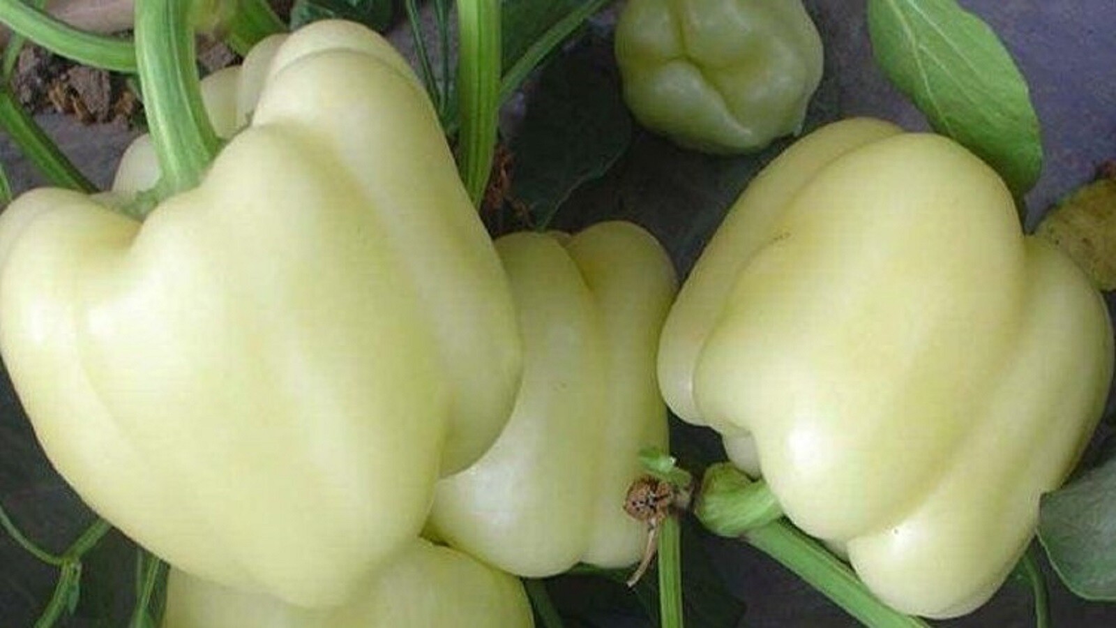 White Bell Pepper Seeds 50+ SEEDS NON-GMO –BUY 4 ITEMS FREE SHIPPING