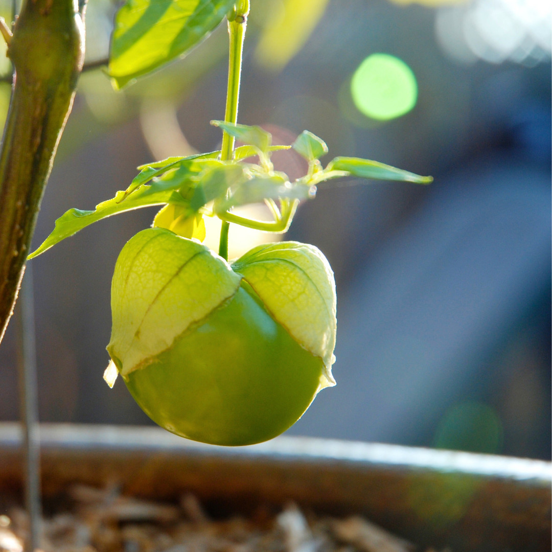 Fresh Sweet Tomatillo Seeds | Toma Verde | Heirloom Non-GMO | Vegetable Seeds