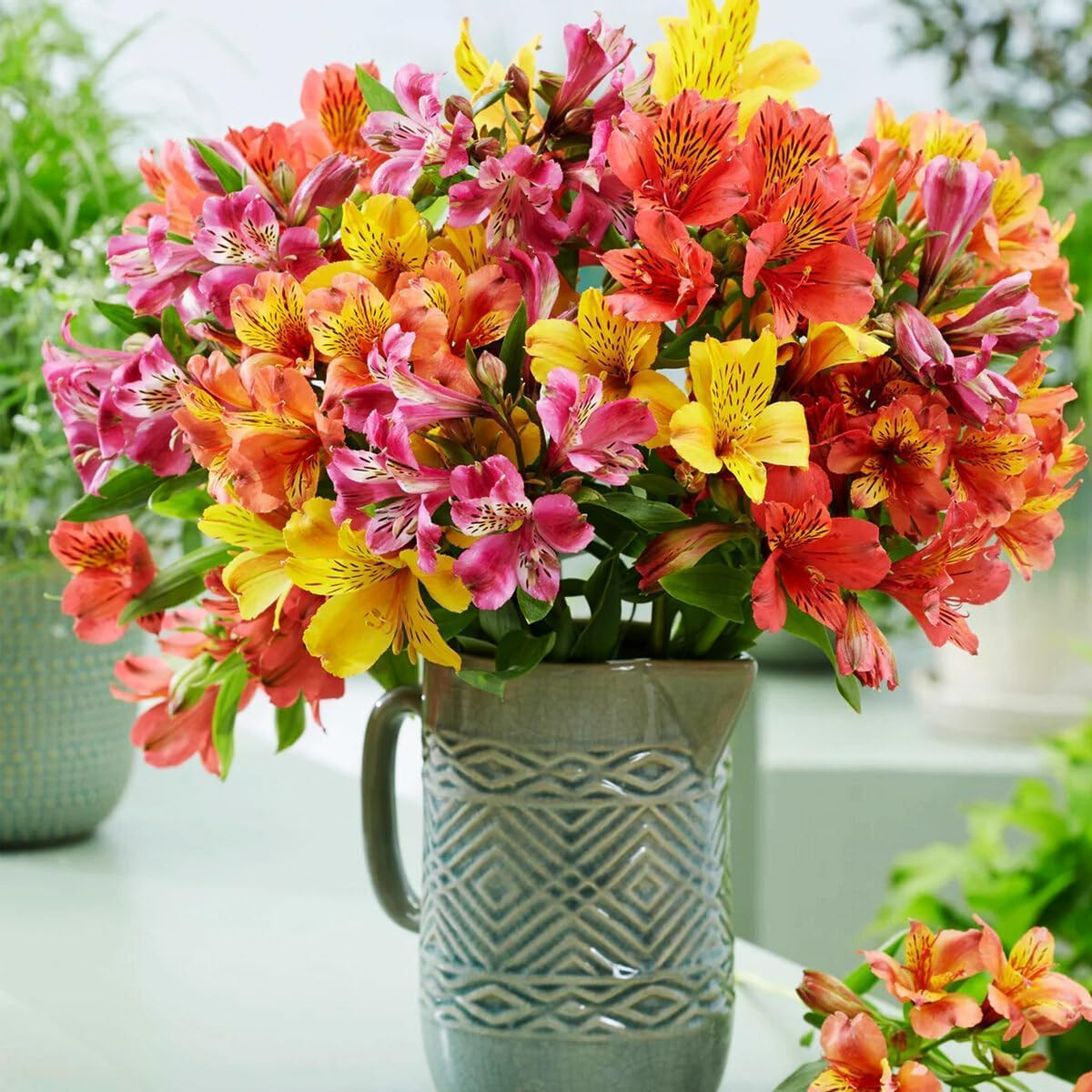 Mixed Color Alstroemeria Seeds 30 PCS Perennial Peruvian Lily Flower Seeds for O