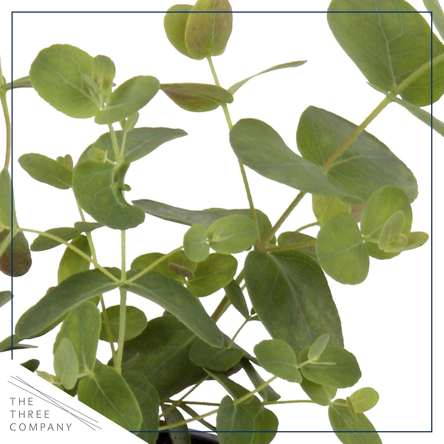 Live Eucalyptus (4 per Pack) – Aromatic and Enhancer, Natural Air Purifier, 10″