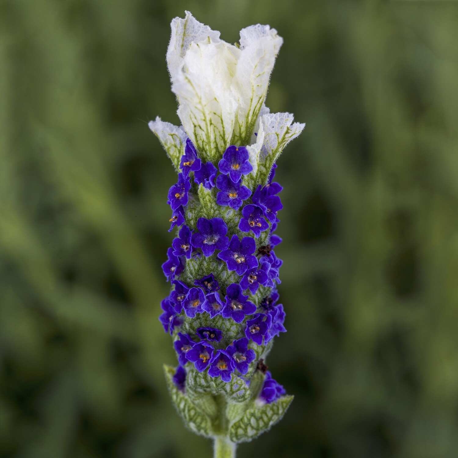 Lavandula Seeds Castilliano White Seeds Lavender Seeds 25 Seed Pack Spanish