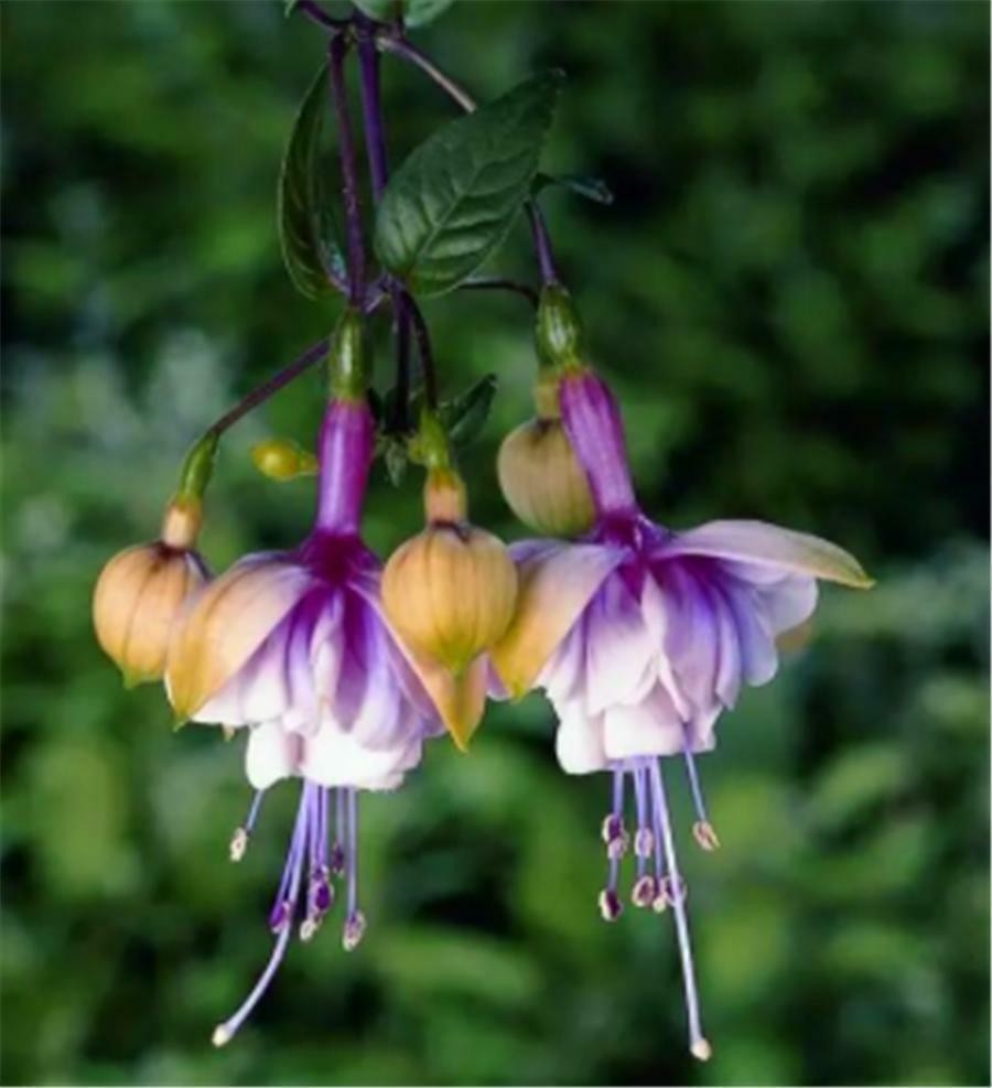 50pcs/bag Fuchsia Seeds Potted Flowers seeds,bonsai seeds.#1222