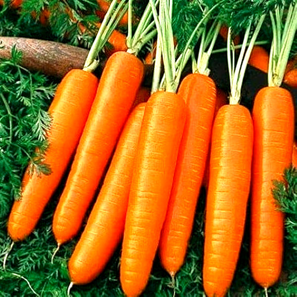 Scarlet Nantes Carrot Seeds 300+ SEEDS NON-GMO BUY 4 ITEMS GET FREE SHIPPING