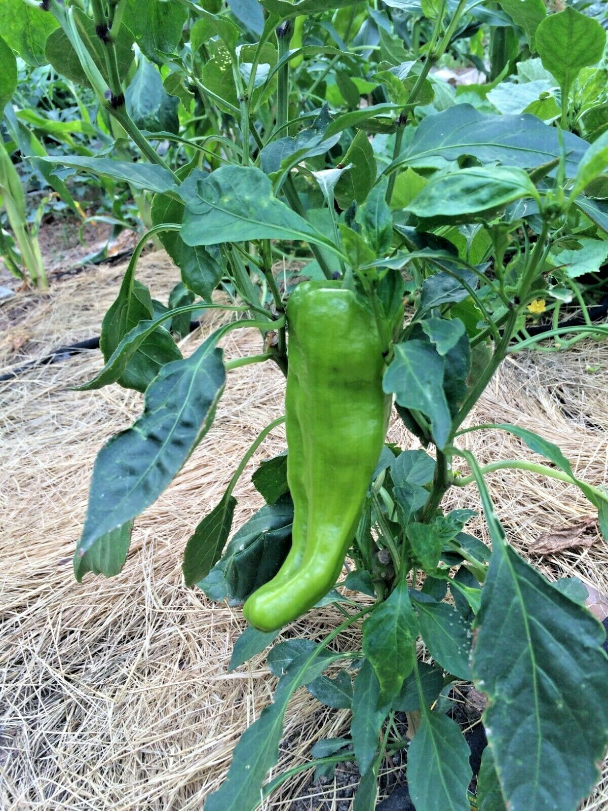 61+CUBANELLE Sweet PEPPER Seeds Organic Vegetable Garden Patio Container Easy