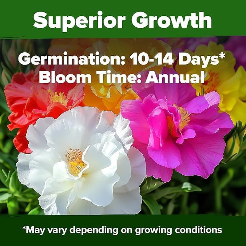 HOME GROWN 47000+ Moss Rose Seeds (Bulk Pack) Annual Flower for Ground Cover – H