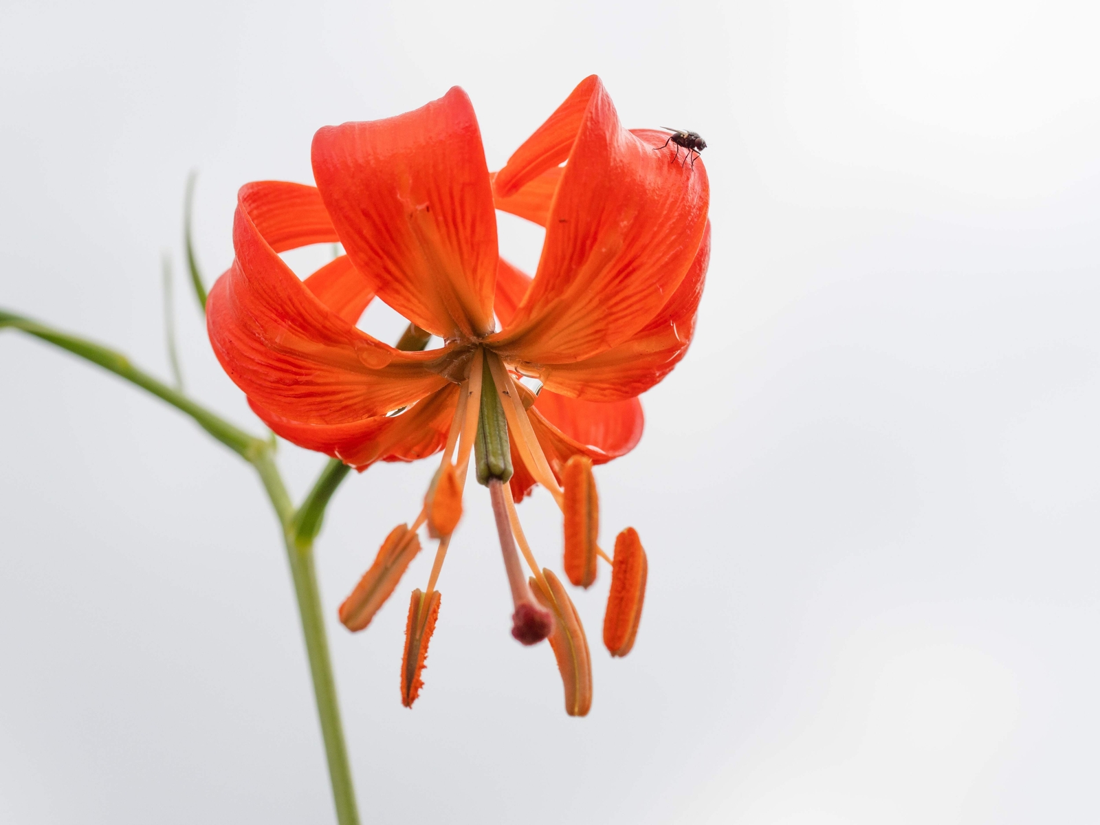 10 CORAL LILY Siberian Turk’s Cap Lilium Pumilum Coral Red Fragrant Flower Seeds