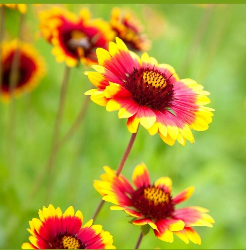 20+BLANKET FLOWER Seeds American Native Wildflower Perennial Butterflies Garden