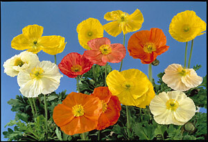 Papaver nudicale Wonderland Mix 1,000 seeds