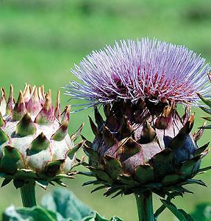 Cynara cardunculus Porto Spineless 100 seeds