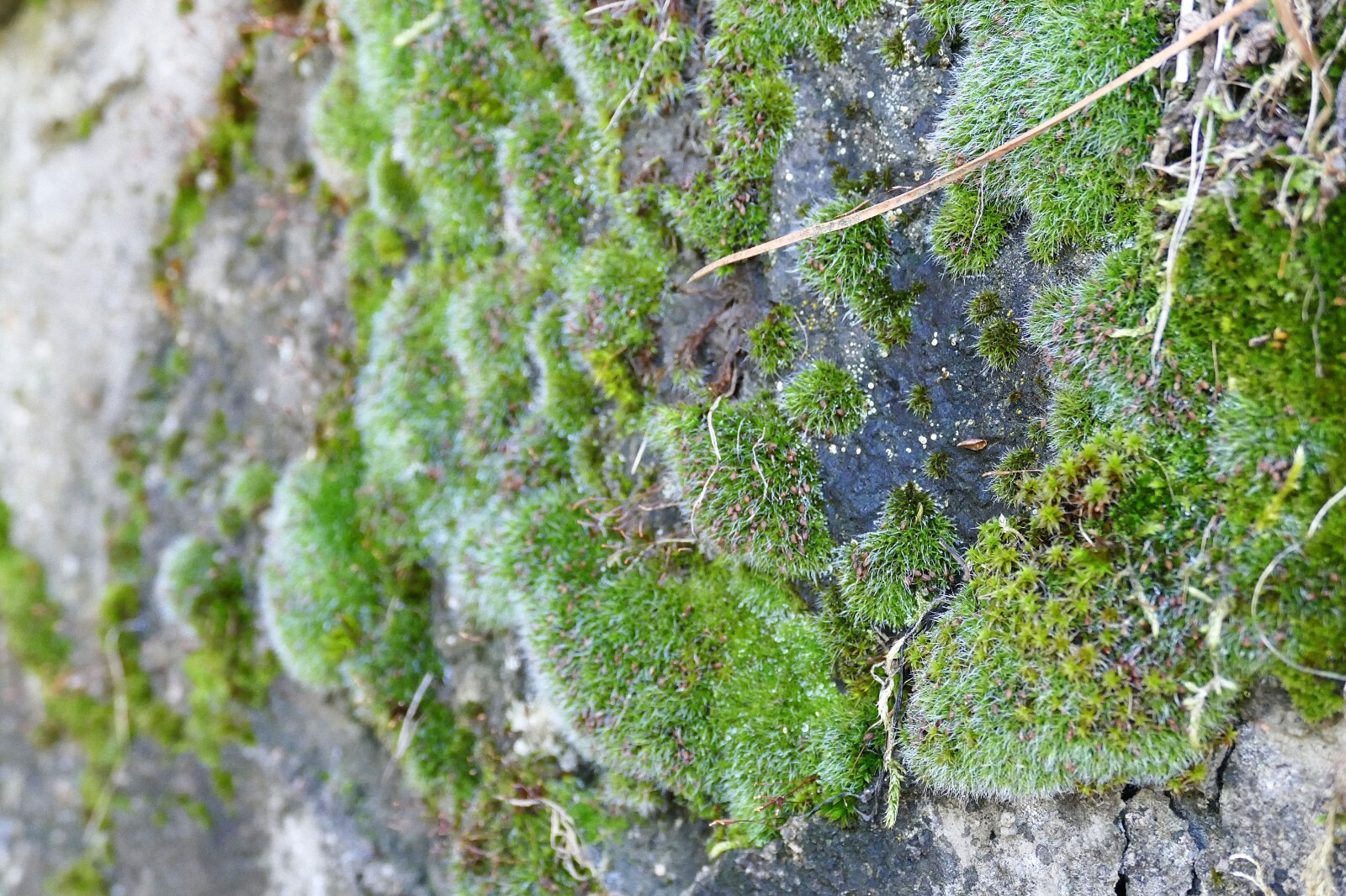 Irish Moss 300 Pelleted Seeds Sagina Subulata