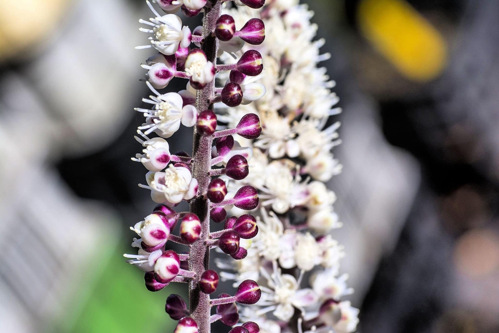 Black Snakeroot Seeds for Planting (15 Seeds) – Rare Plant – Cimicifuga racemosa