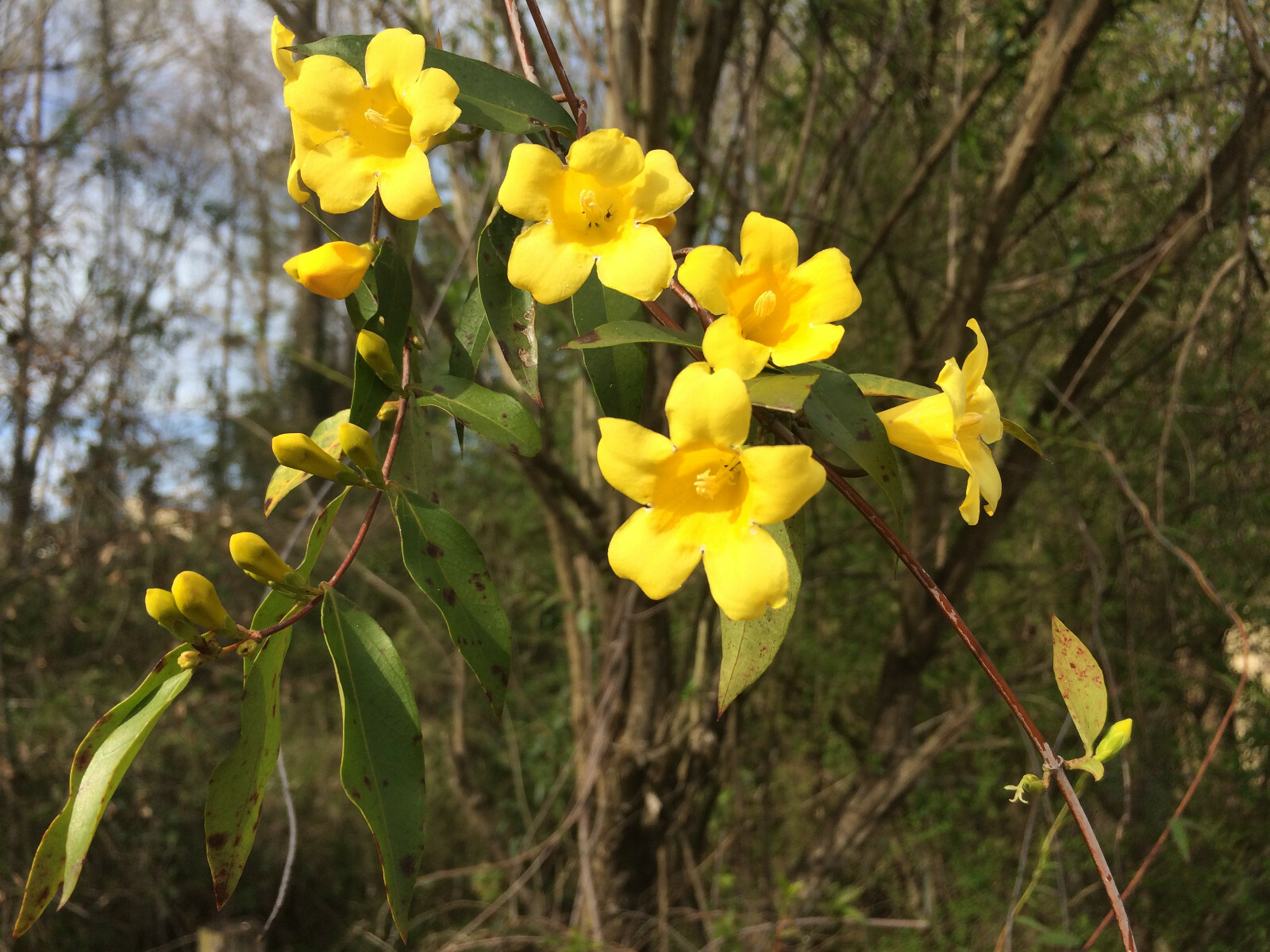 Carolina Yellow Jasmine (Gelsemium sempervirens) Fragrant Beautiful Vine [40+ct]