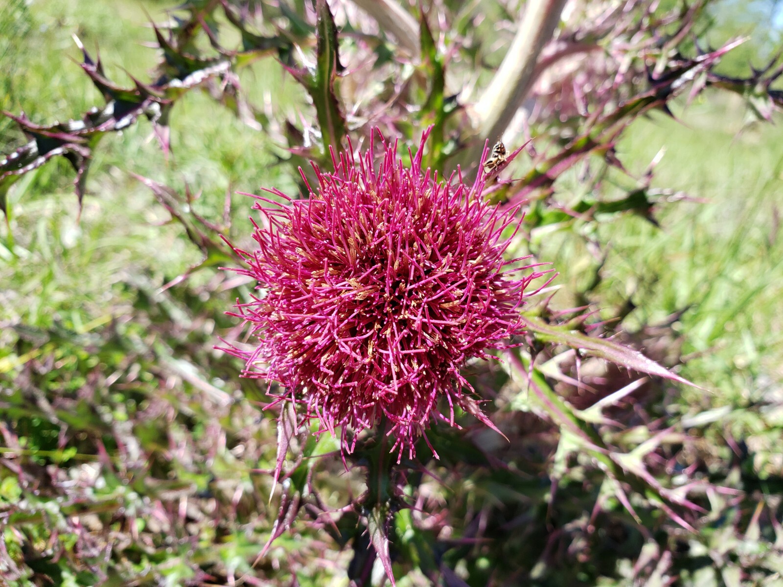 Purple & Yellow Thistle | 15+ Seeds | Cirsium Horridulum | Florida Native Flower