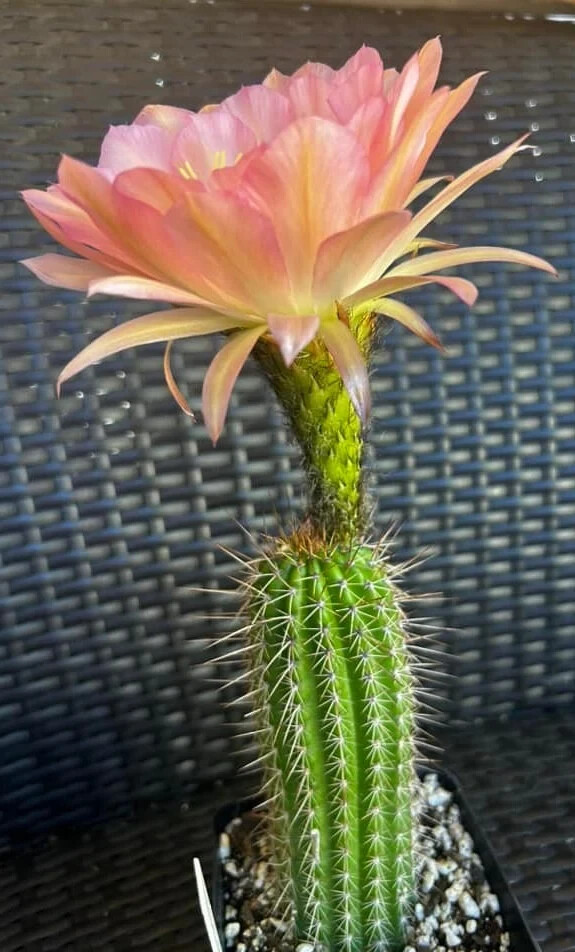NEW,T. Cereus,Hybrid,STRAWBERRY CHEESCAKE,Echinopsis ,Cactus,Beautiful,Succulent