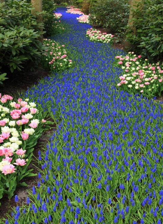 Grape Hyacinth/Muscari/Perennial/ Bulbs x 7