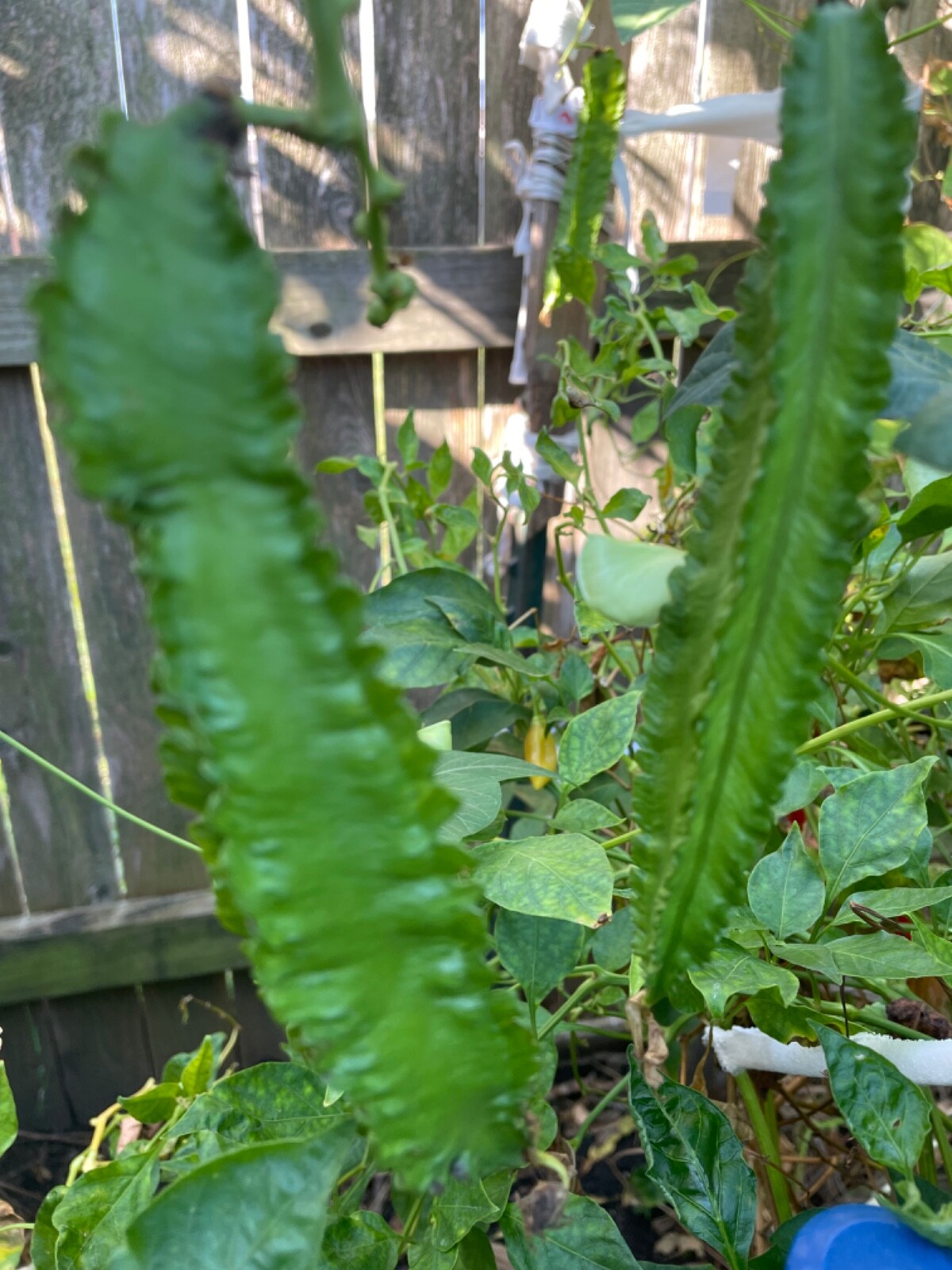 15 Asian Winged Bean Seeds. Heirloom