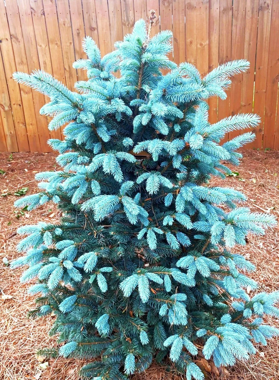 Colorado Blue Spruce Tree Seeds – For 2026 Planting Cold-Hardy Green Evergreen
