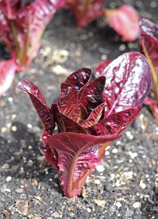 Rouge d’hiver Lettuce seeds