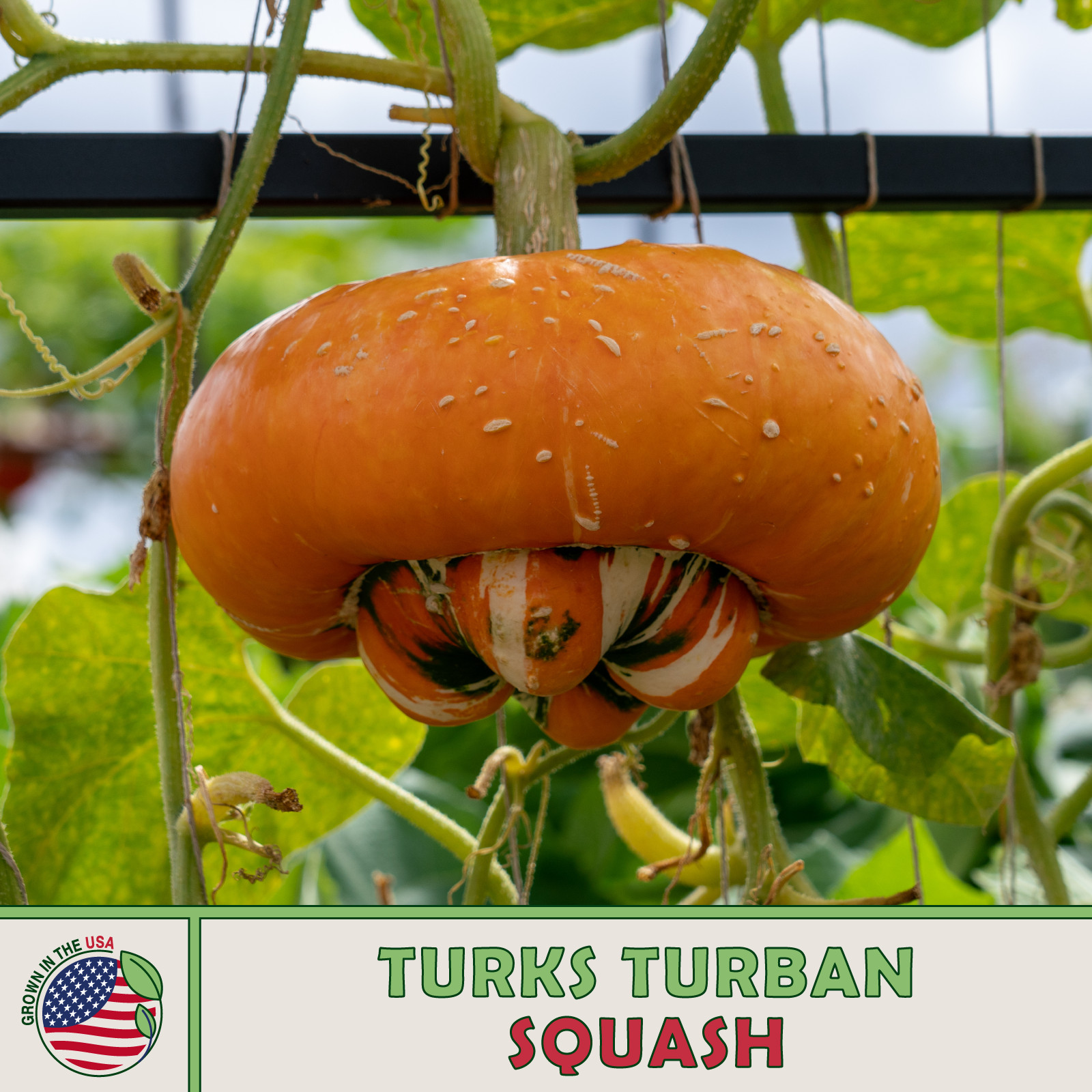 10 Turks Turban Winter Squash Seeds, Heirloom, Non-GMO, Genuine USA