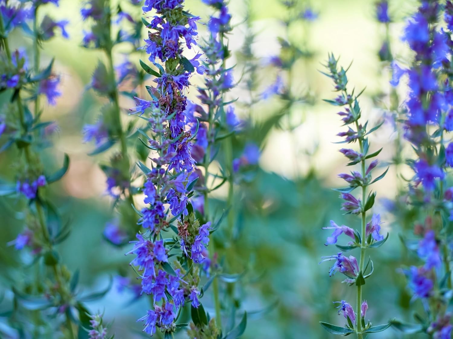 Hyssop Seeds for Planting, 500+ Non-GMO Heirloom Herb Seeds, Aromatic Medicin…