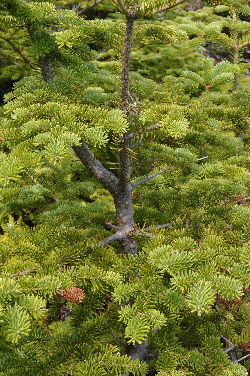 30 BALSAM FIR Tree Abies Balsamea Christmas Tree Silver Pine Canadian Fir Seeds