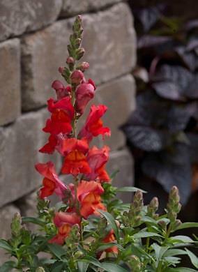 Snapdragon Snaptastic Orange Flame 500 seeds