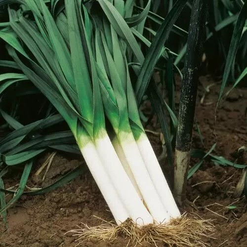 250 LARGE AMERICAN FLAG LEEK ONION SEEDS — HEIRLOOM – ORGANIC – NON GMO – FRESH