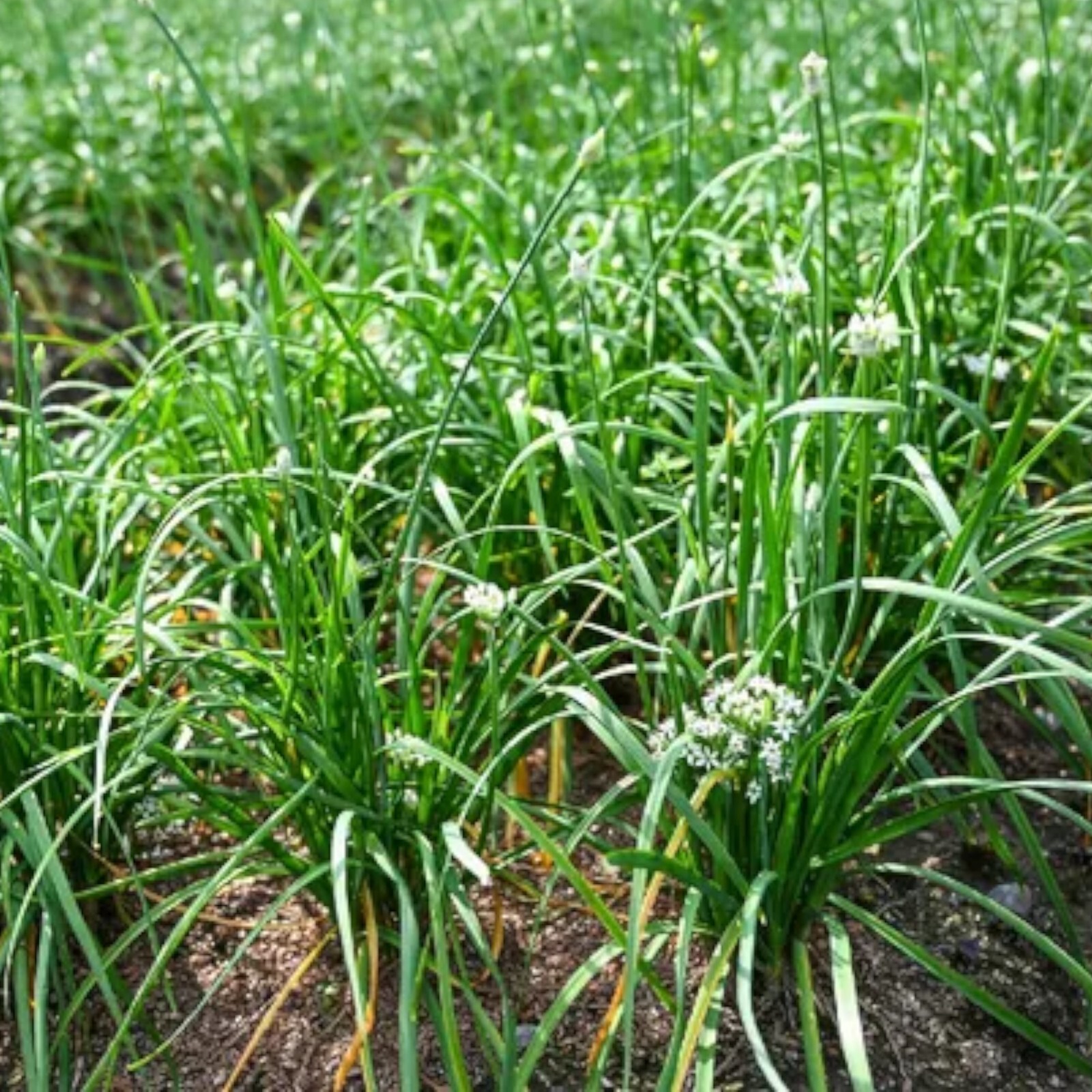 500 Garlic Chive Seeds for Planting – Heirloom, Non-GMO Chinese Chives Vegetable