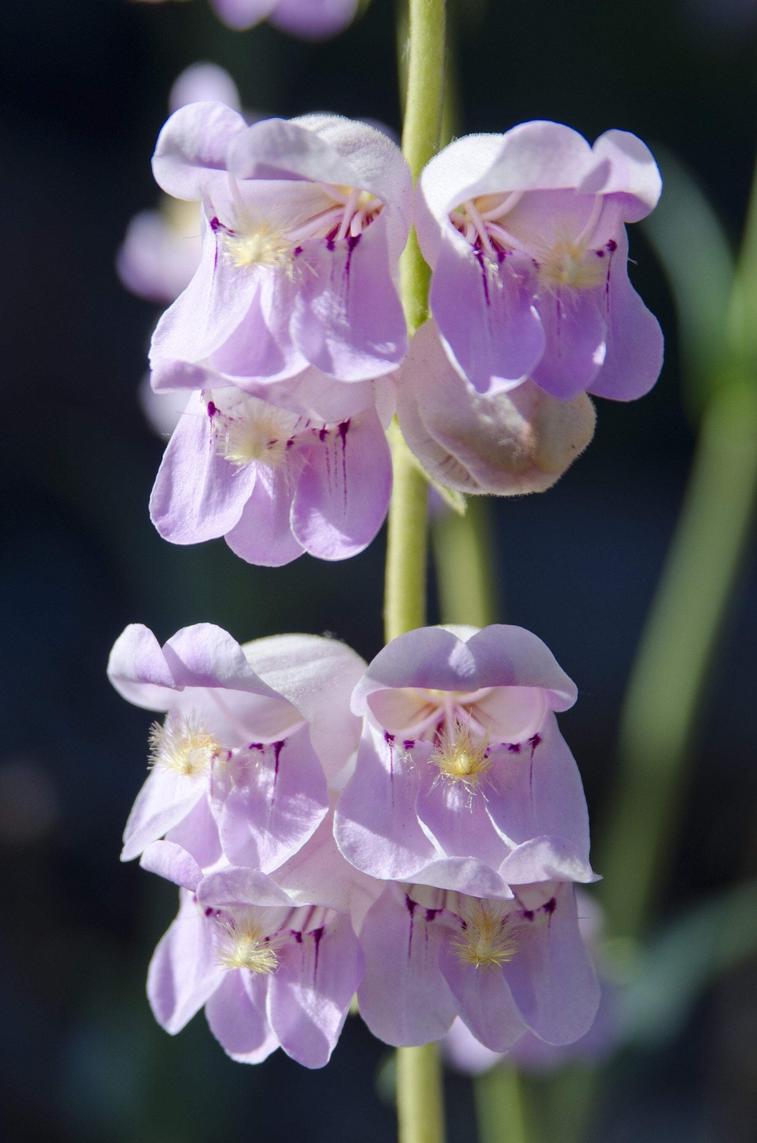 250 NATIVE MIX Beardtongue PENSTEMON Grandiflorus Strictus Cobaea + Flower Seeds