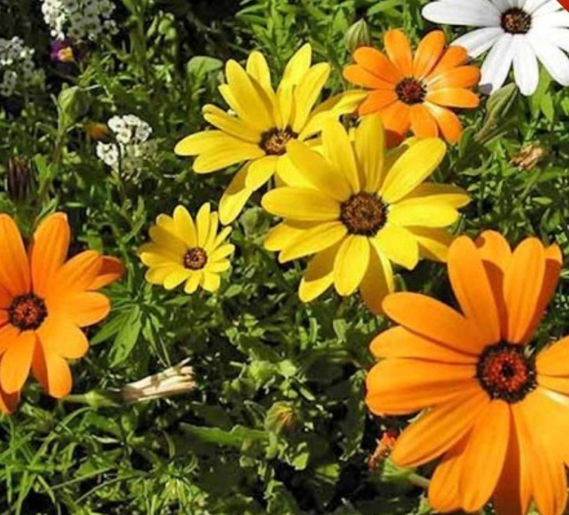 200+ African Daisy Seeds **Fresh Seeds** ~~Free Shipping~~