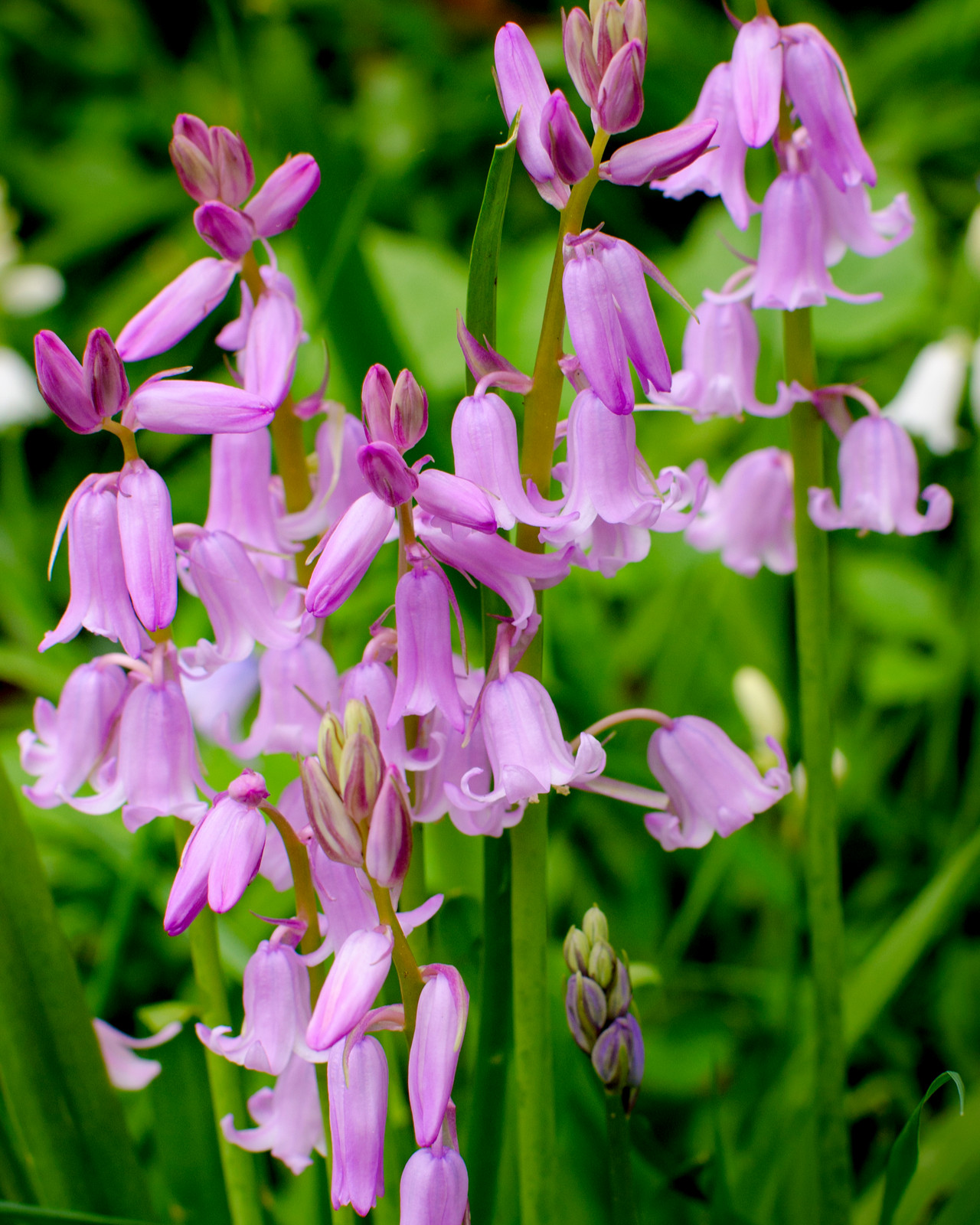 10 Mixed WOOD HYACINTH English Woodland Spanish Bluebell Scilla Flower Seeds