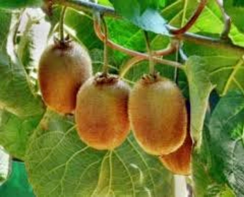 KIWI VINE SEEDS, 100 Seeds, Organic Fresh Seeds, Actinidia Vine, Edible Fruit